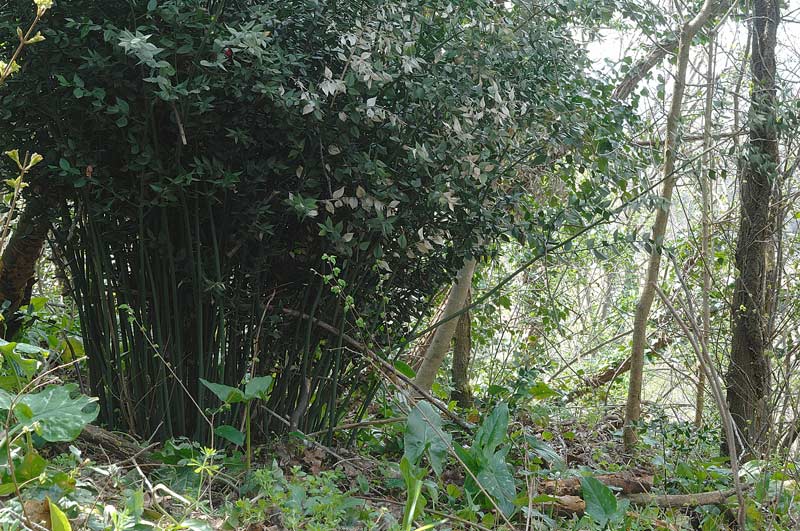 Crosta vicino a Ruscus - foto 0021 (Phellinus ferruginosus)