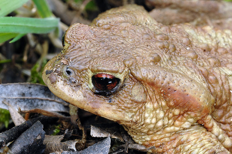 Si pu riconoscere? Bufo bufo