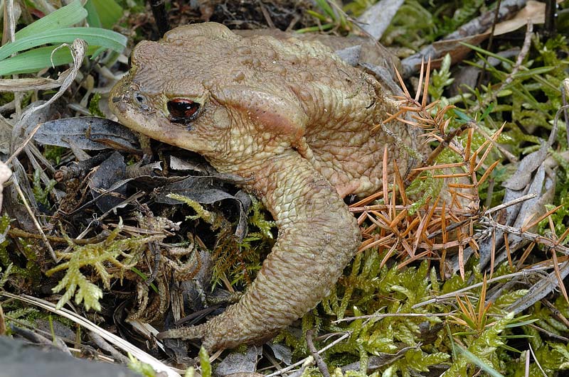 Si pu riconoscere? Bufo bufo