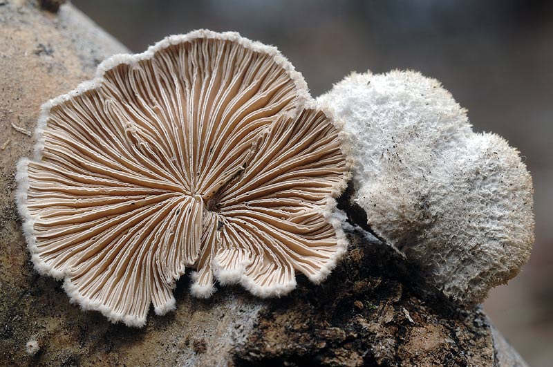 Quiz natalizio (Schyzophyllum commune)