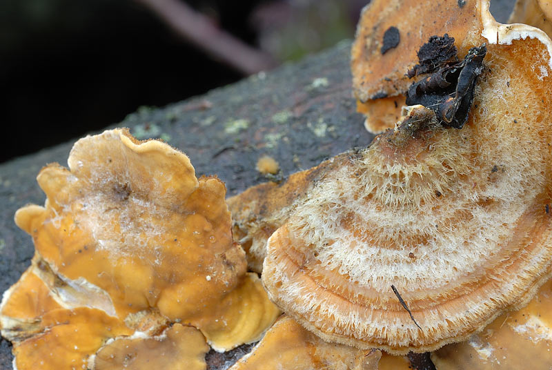 Qualche scatto di Stereum..almeno spero-foto3033(S.hirsutum)