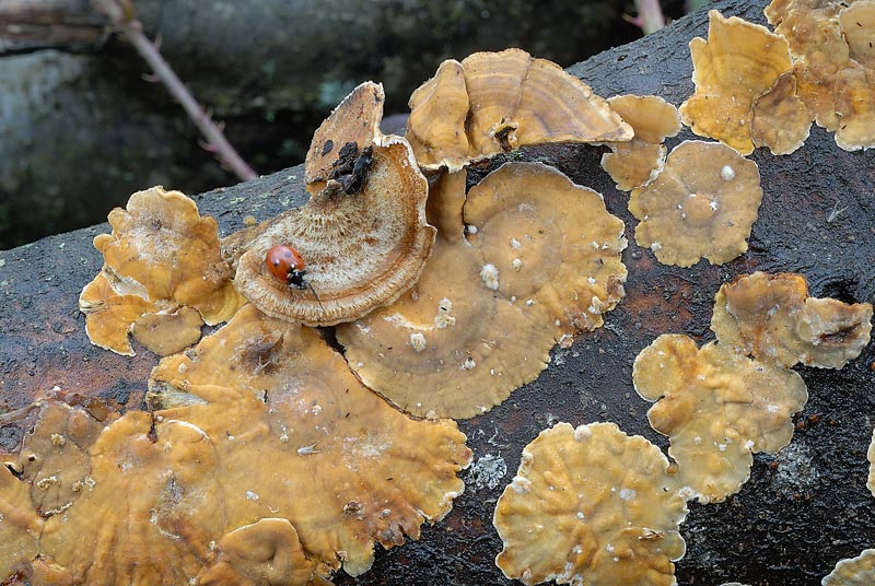 Qualche scatto di Stereum..almeno spero-foto3033(S.hirsutum)