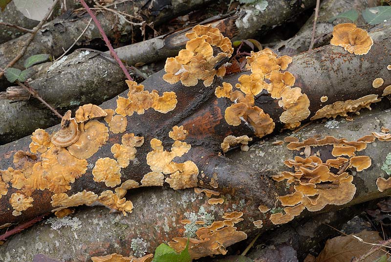 Qualche scatto di Stereum..almeno spero-foto3033(S.hirsutum)