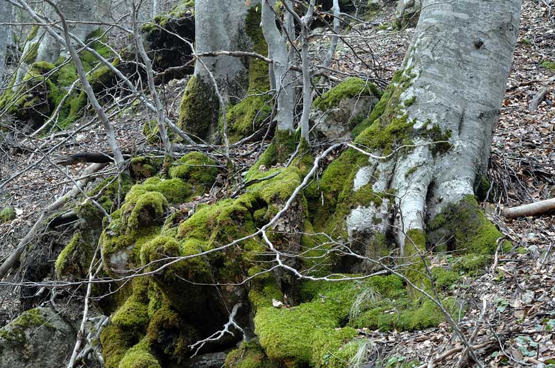 Credo Stereum rugosum su faggio - foto 0049(Stereum rugosum)
