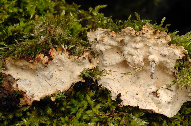 Credo Stereum rugosum su faggio - foto 0049(Stereum rugosum)