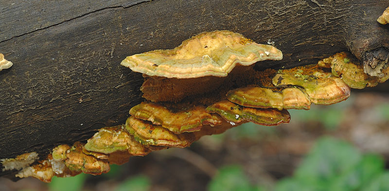E'' verosimile Trametes gibbosa?-Foto 0061(Trametes ochracea)