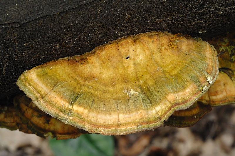 E'' verosimile Trametes gibbosa?-Foto 0061(Trametes ochracea)