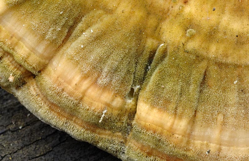 E'' verosimile Trametes gibbosa?-Foto 0061(Trametes ochracea)