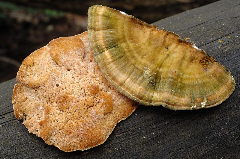 E'' verosimile Trametes gibbosa?-Foto 0061(Trametes ochracea)