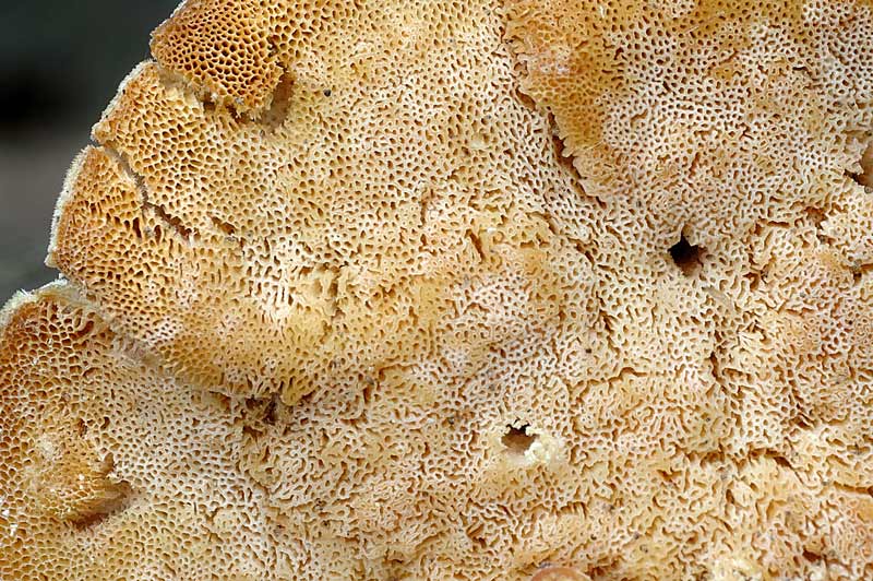 E'' verosimile Trametes gibbosa?-Foto 0061(Trametes ochracea)