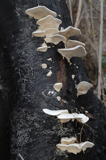 Trametes bianchissimo - foto 0096