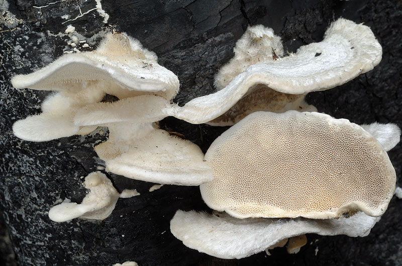 Trametes bianchissimo - foto 0096