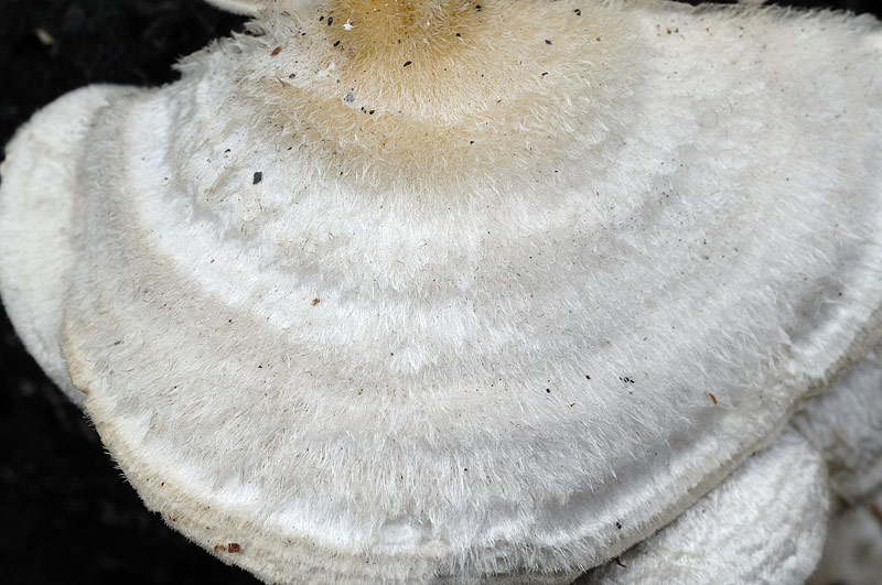 Trametes bianchissimo - foto 0096