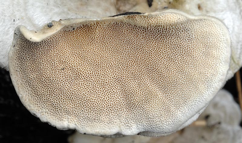 Trametes bianchissimo - foto 0096