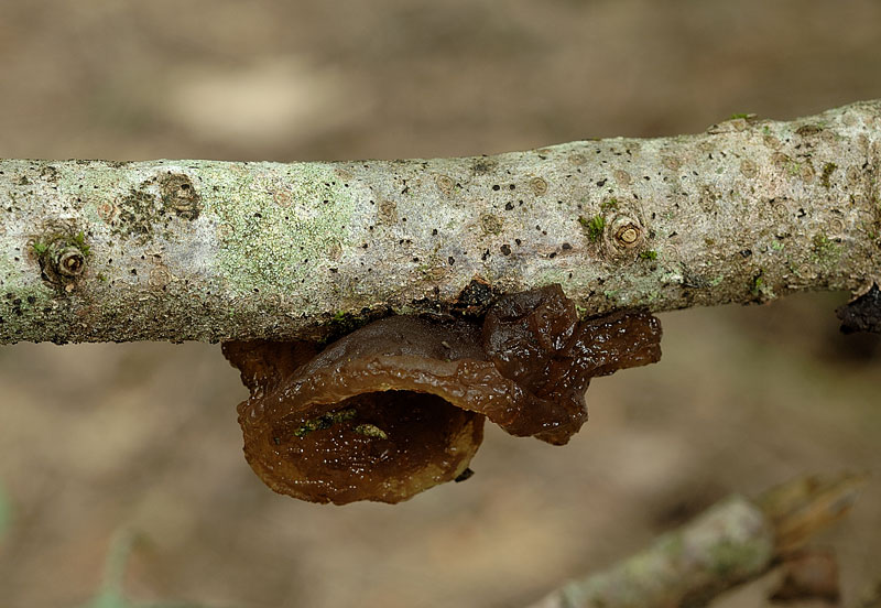 Sembra una Tremella
