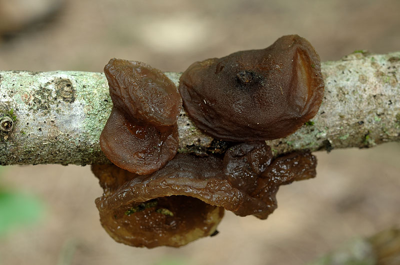 Sembra una Tremella