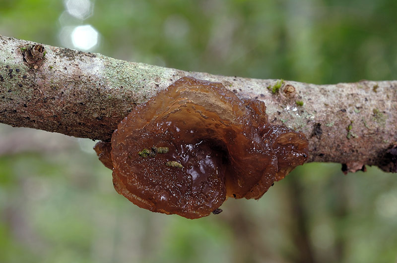 Sembra una Tremella
