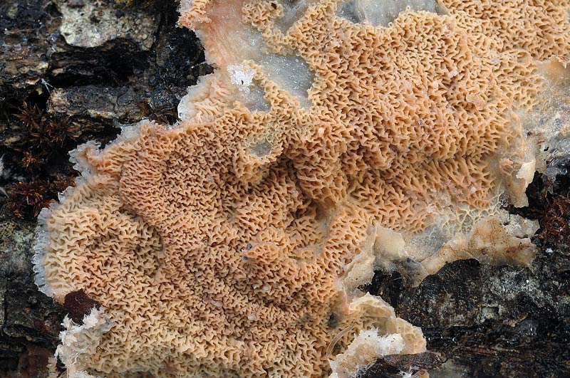 Credo Merulius tremellosus -foto 6304 (Merulius tremellosus)