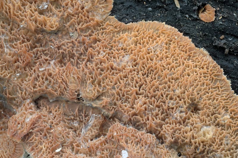 Credo Merulius tremellosus -foto 6304 (Merulius tremellosus)