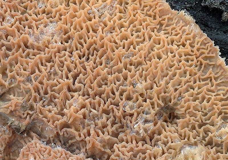 Credo Merulius tremellosus -foto 6304 (Merulius tremellosus)