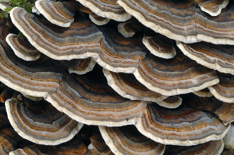 Hapalopilus rutilans di oggi-foto 6542(Hapalopilus rutilans)