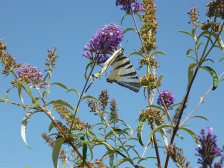 Iphiclides podalirius