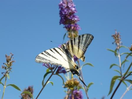 Iphiclides podalirius