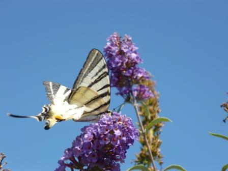 Iphiclides podalirius