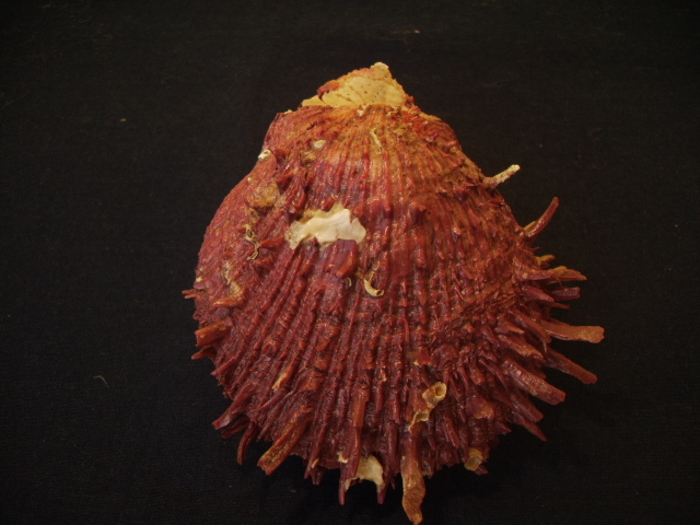 Spondylus cevikeri