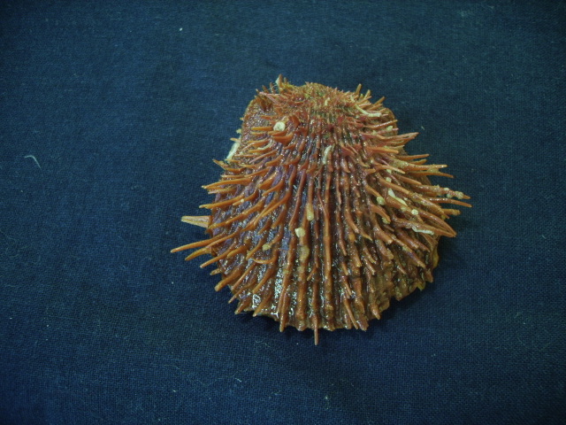 Spondylus cevikeri