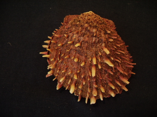 spondylus groschi (2)