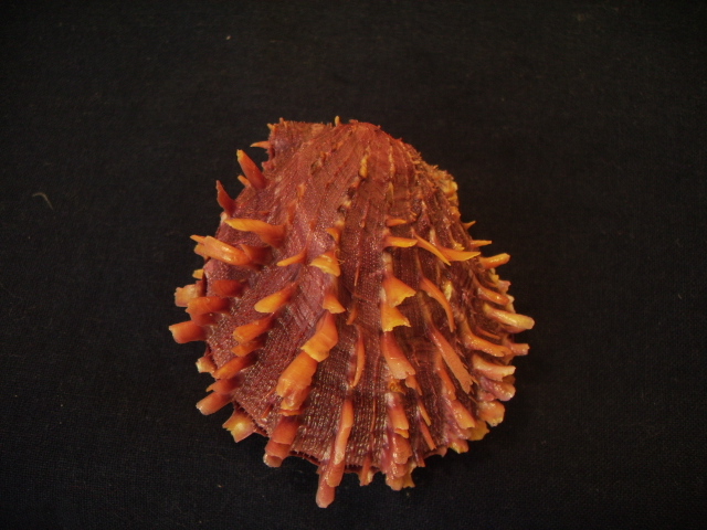 spondylus groschi (Lamprell & Kilburn,1998)