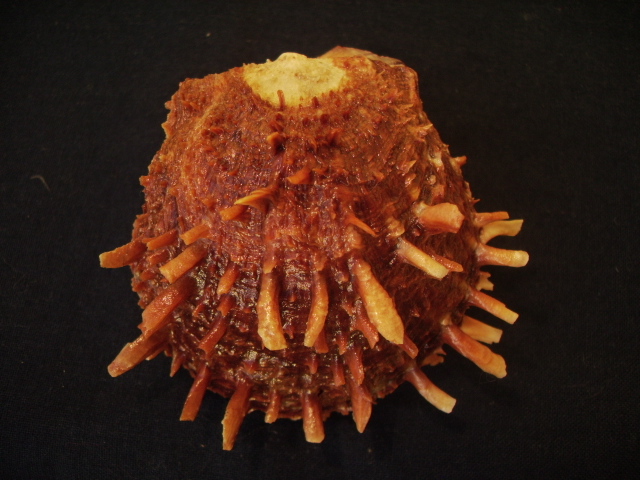 spondylus groschi (2)