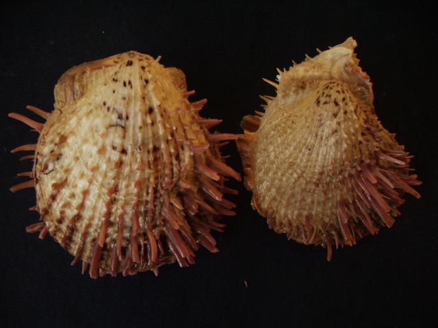 Spondylus cevikeri