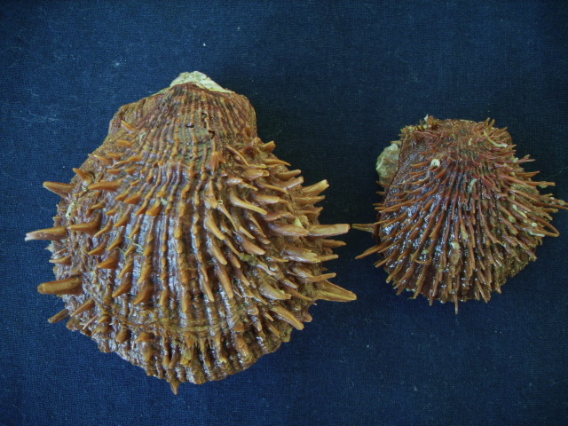 Spondylus cevikeri