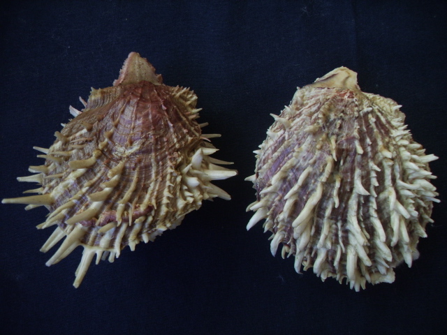 Spondylus spinosus (Schreibers, 1793)