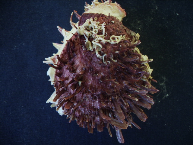 Spondylus gaederopus L. 1758 e sue varianti