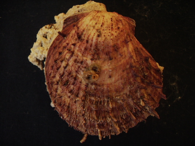 Spondylus gaederopus L. 1758 e sue varianti