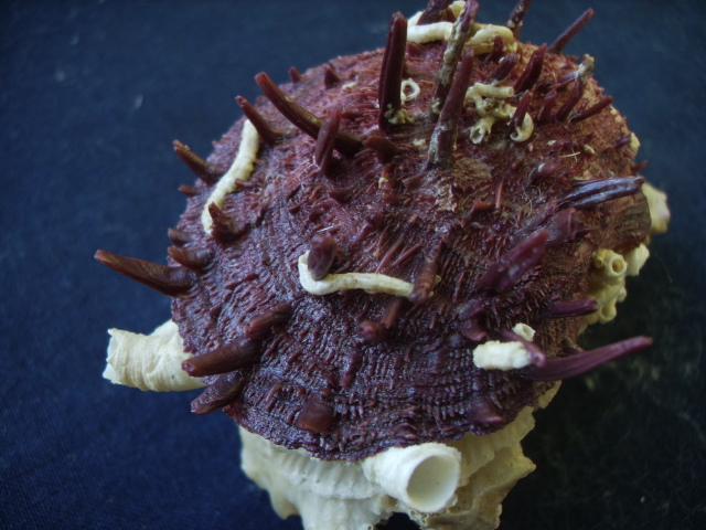 Spondylus gaederopus L. 1758 e sue varianti