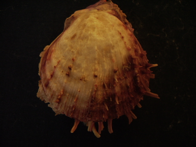 Spondylus gaederopus L. 1758 e sue varianti