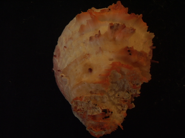 Spondylus gaederopus L. 1758 e sue varianti