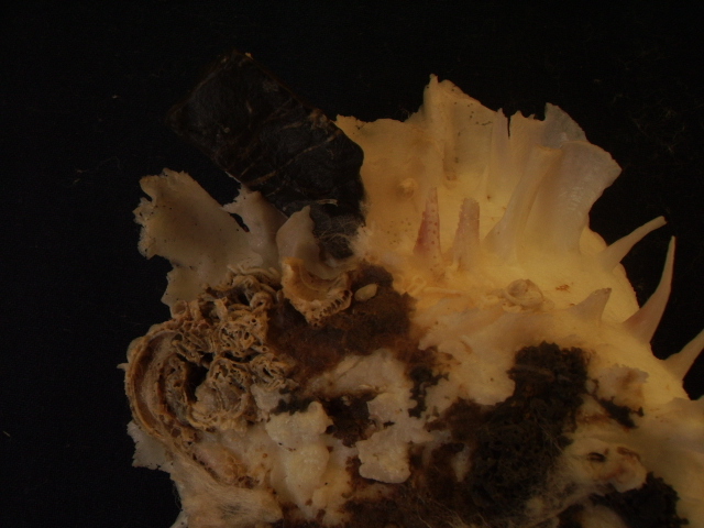 Spondylus gaederopus L. 1758 e sue varianti