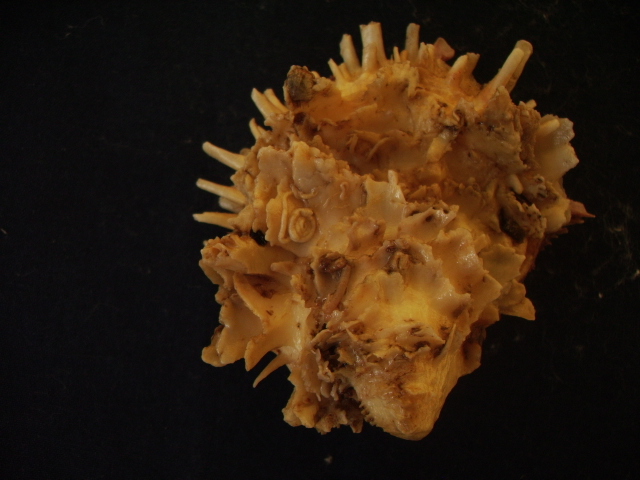 Spondylus gaederopus L. 1758 e sue varianti