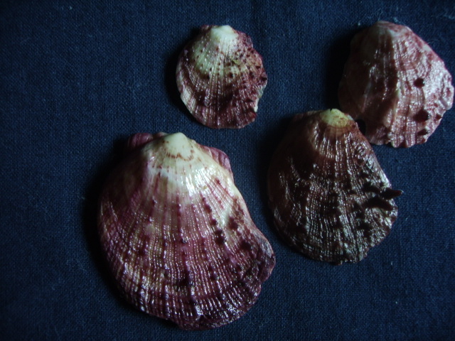 Spondylus gaederopus L. 1758 e sue varianti