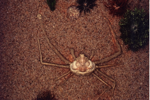 Inachus sp.