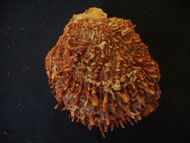 Spondylus limbatus Sowerby,1847