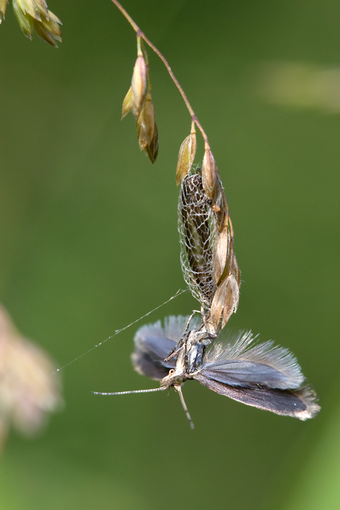 aiuto identificazione