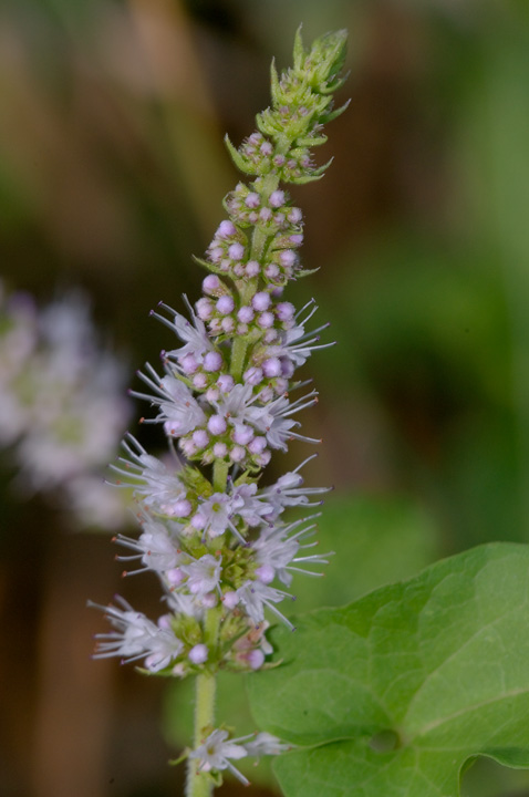 Mentha suaveolens / Menta a foglie rotonde