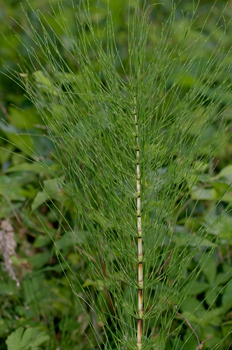 Equisetum telmateja