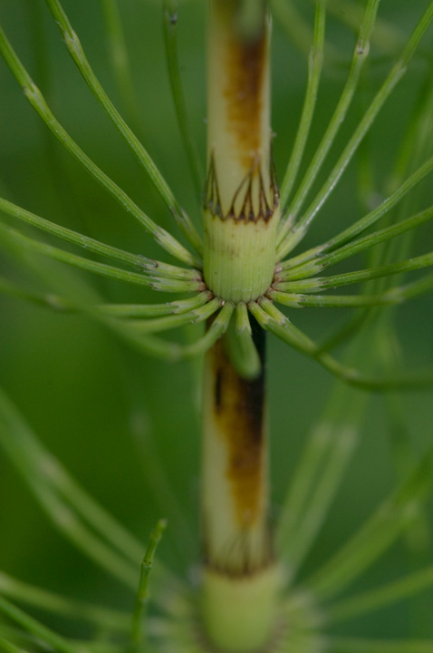 Equisetum telmateja